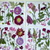 Piccolo // Pressed Flower Sheets