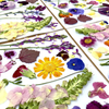 Piccolo // Pressed Flower Sheets
